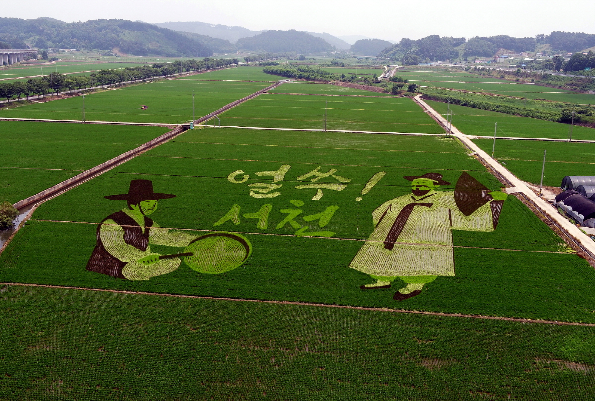 크기변환_(29일) ‘얼쑤! 서천’ 서천군, 논 그림 조성