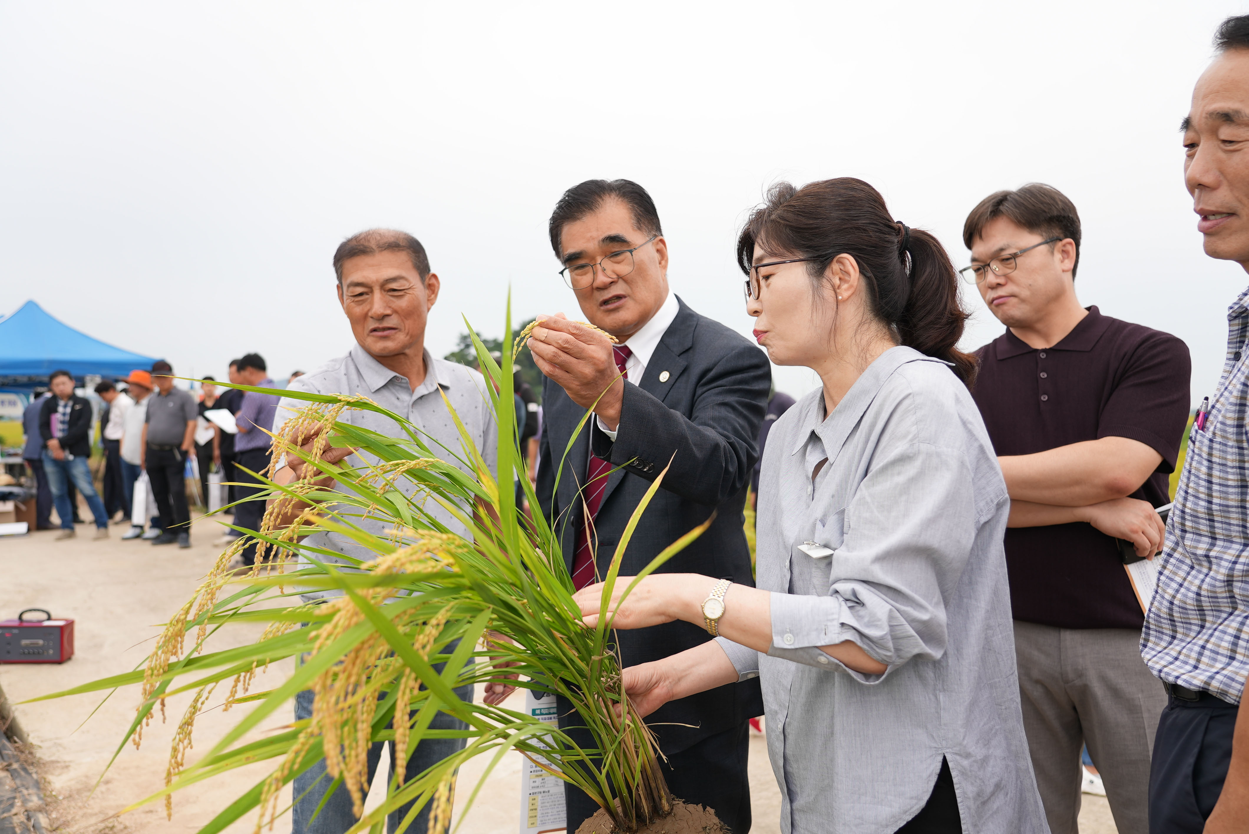 벼 직파재배 시범사업 평가회 이미지