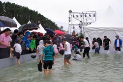 Hongwon Port Jeoneo (Gizzard Shad) & Crab Festival