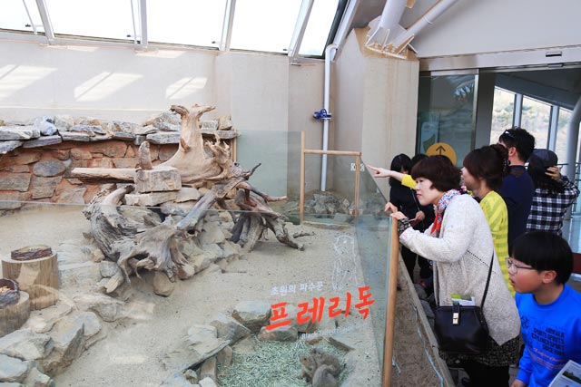 검은프레디독. 청설과에 속하는 설치류로 건조한 사막 풀밭에 서식하며 낙제 주로 활동한다.