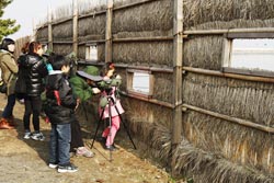 Du lịch chim di trú Seocheon