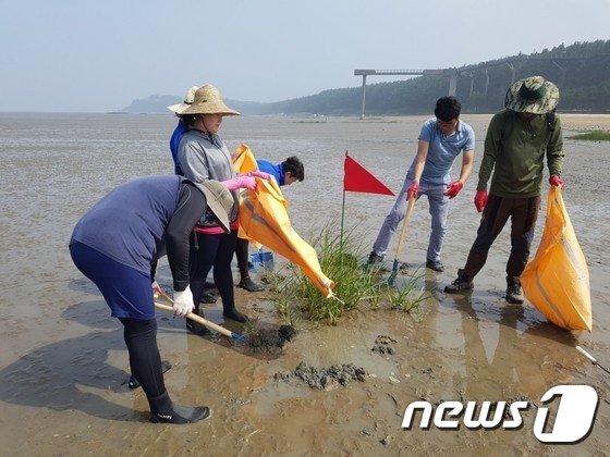 충남 서천서 갯벌 초토화 슈퍼잡초 '갯끈풀' 발견